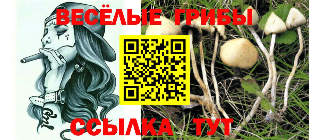 Алейск  Псилоцибиновые грибы MAGIC MUSHROOMS  Вход с VPN 