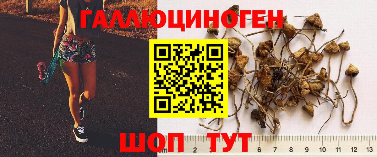 Галлюциногенные грибы Cubensis Алейск